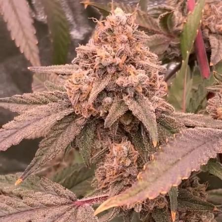 GasQuake (In House Genetics)