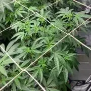 Do-lato V2 (In House Genetics)