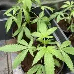 Pink Runtz x Hollywood (Cookies)