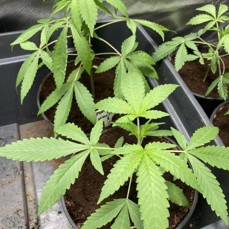 Pink Runtz x Hollywood (Cookies)
