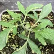 Apples & Bananas x Zoda (Umami Seed Co)