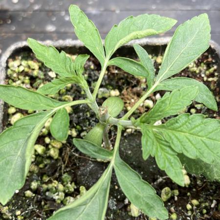 Apples & Bananas x Zoda (Umami Seed Co)