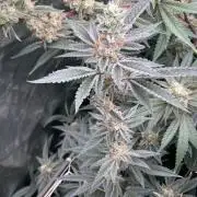 Atomic Jelly#2 (In House Genetics)
