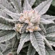 Glazed Pastries Clones (In House Gen)