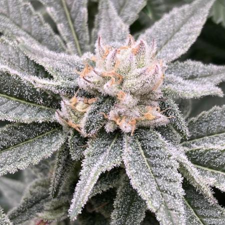 Glazed Pastries Clones (In House Gen)