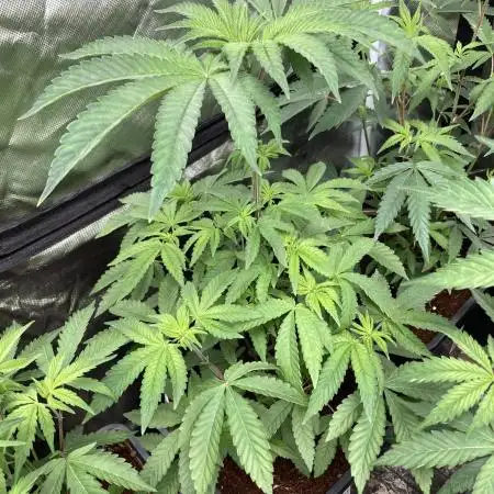 Gastini (LIT Farms)