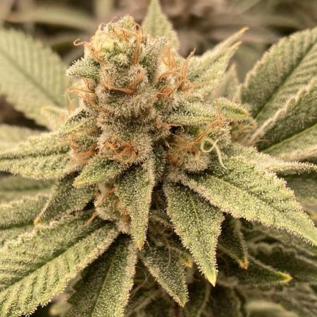 PLATINUMZ#2 (In House Genetics)