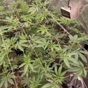 Windu (Wizard Trees)