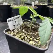Apples & Bananas x Zoda (Umami Seed Co)
