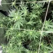 White Rhino (Green House Seeds)