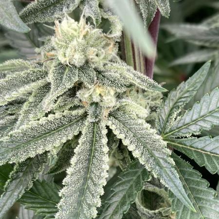 Glazed Pastries (In House Genetics)