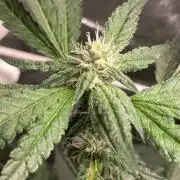 Final Chrome Dome Clone (Compound )