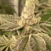 All Starz (LIT FARMS)