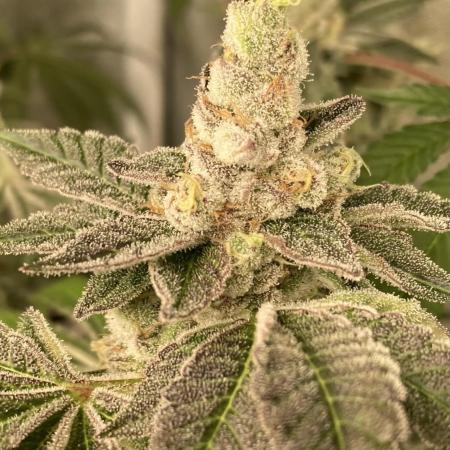 All Starz (LIT FARMS)