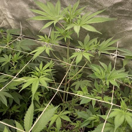 Platinum IX (In House Genetics)