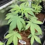 Rainbow Gelato (Wizard Trees)