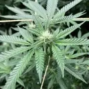 Do-lato V2 (In House Genetics)