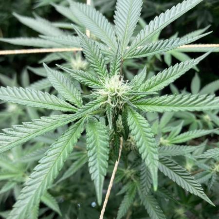 Do-lato V2 (In House Genetics)