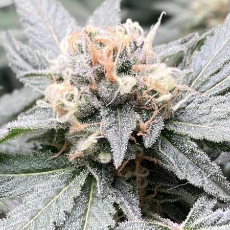 BlackCherry Punch (In House Genetics)
