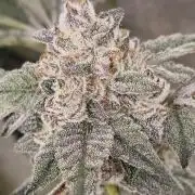 Rainbow Marker #2 (LIT Farms)