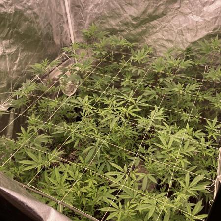 Pink Runtz x Hollywood Clones (Cookies)