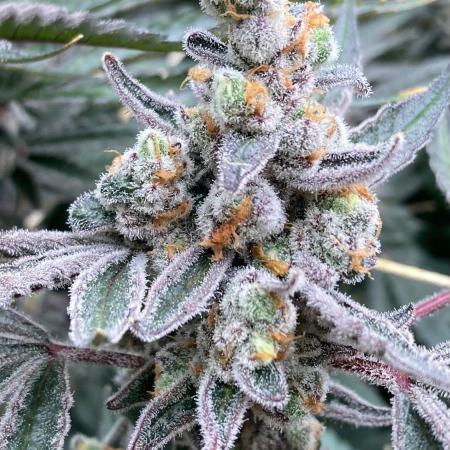 Atomic Jelly (In House Genetics)