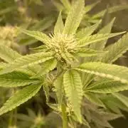 Pineapple Mojito S1