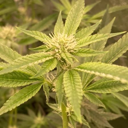 Pineapple Mojito S1