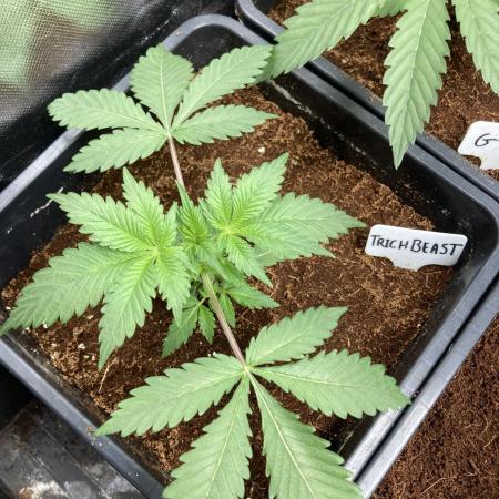 Trich Beast (Solfire Gardens)