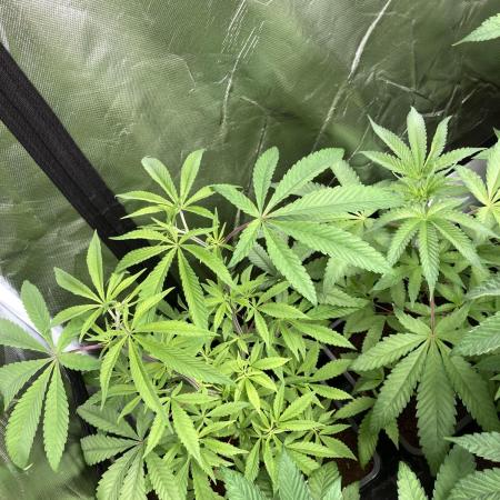 Pink Runtz x Hollywood (Cookies)