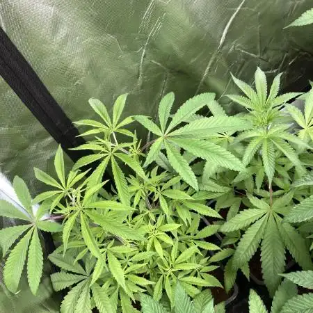 Pink Runtz x Hollywood (Cookies)