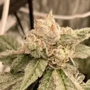 Final Chrome Dome Clone (Compound )