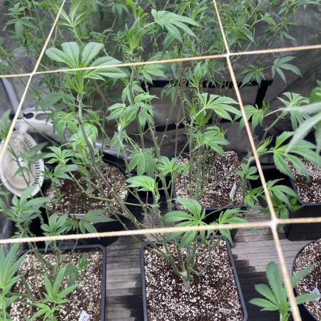 Jelly Breath S1 (In House Genetics)