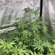 Windu (Wizard Trees)