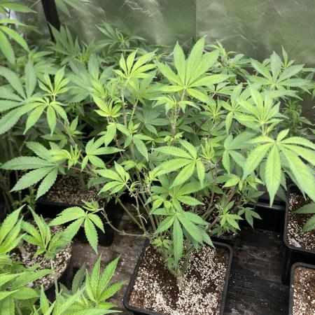 Jelly Breath S1 (In House Genetics)