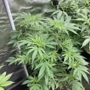 GasQuake (In House Genetics)