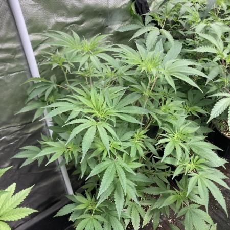 GasQuake (In House Genetics)
