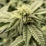 MotorOG#2 Purple/Black Pheno (LIT Farms)