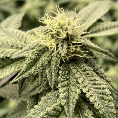 MotorOG#2 Purple/Black Pheno (LIT Farms)