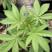 Platinum IX (In House Genetics)