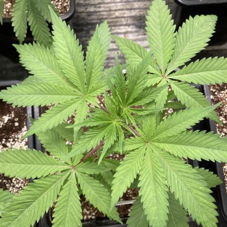 Platinum IX (In House Genetics)