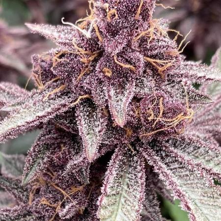 Colorado Nightshifter (Relentless)