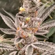 Atomic Jelly#2 (In House Genetics)