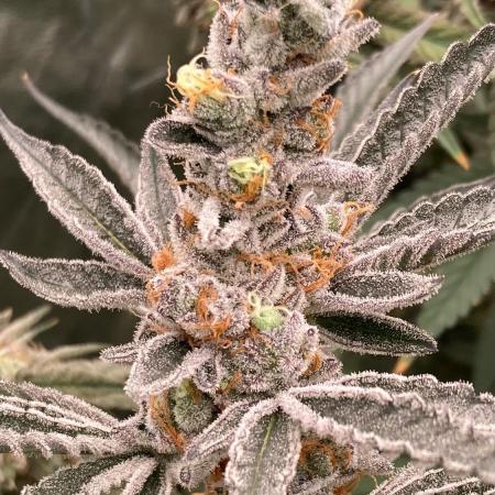 Atomic Jelly#2 (In House Genetics)