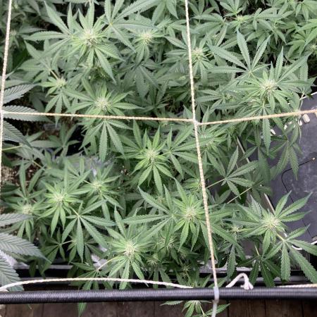 Strawberry Ak (Serious Seeds)