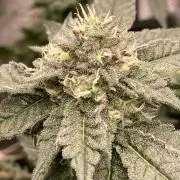 Rainbow Marker #4 (LIT Farms)