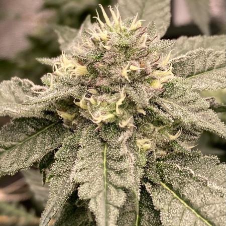 Rainbow Marker #4 (LIT Farms)