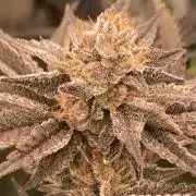 PLATINUMZ (In House Genetics)