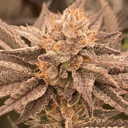 PLATINUMZ (In House Genetics)