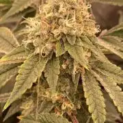 Windu (Wizard Trees)